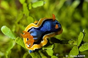 Chromodoris annae-Wakatobi Sawa Fan garden-7m-20180528nuit-Denis-ADER-DSC_1512_tn